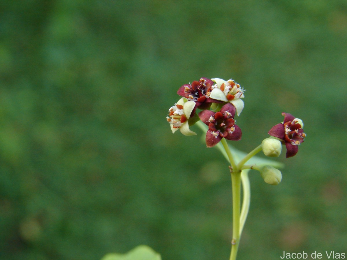 Santalum album L.